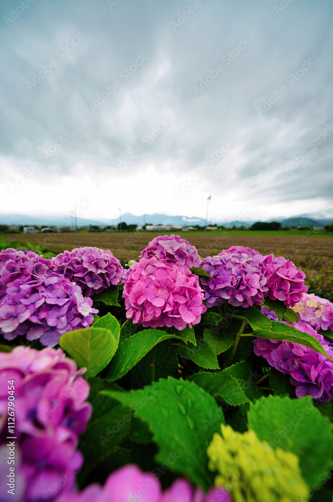 雨上がりに咲くあじさい