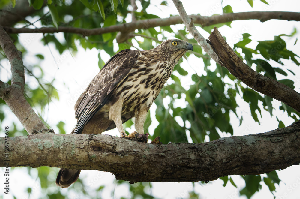 Haubenadler Haubenadler