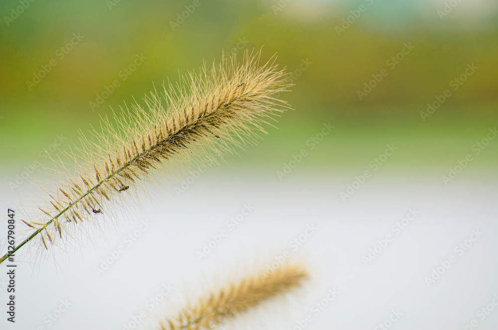 Poaceae grass flowers of winter meadow of Korea. Poaceae grass flowers of winter meadow of Korea.