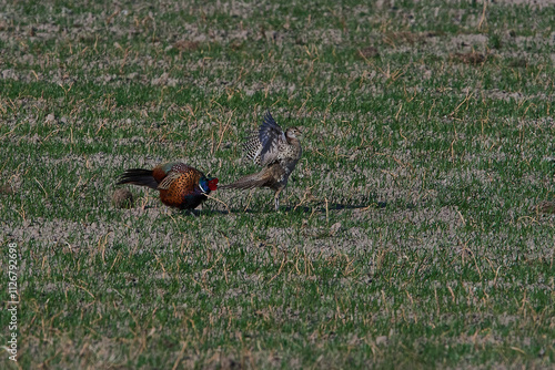 Jagdfasan Pärchen im Frühjahr während der Balz photo