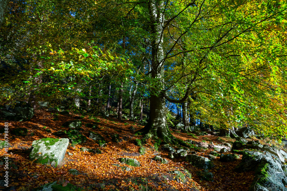 Autumn foliage on trees in forest Autumn foliage on trees in forest