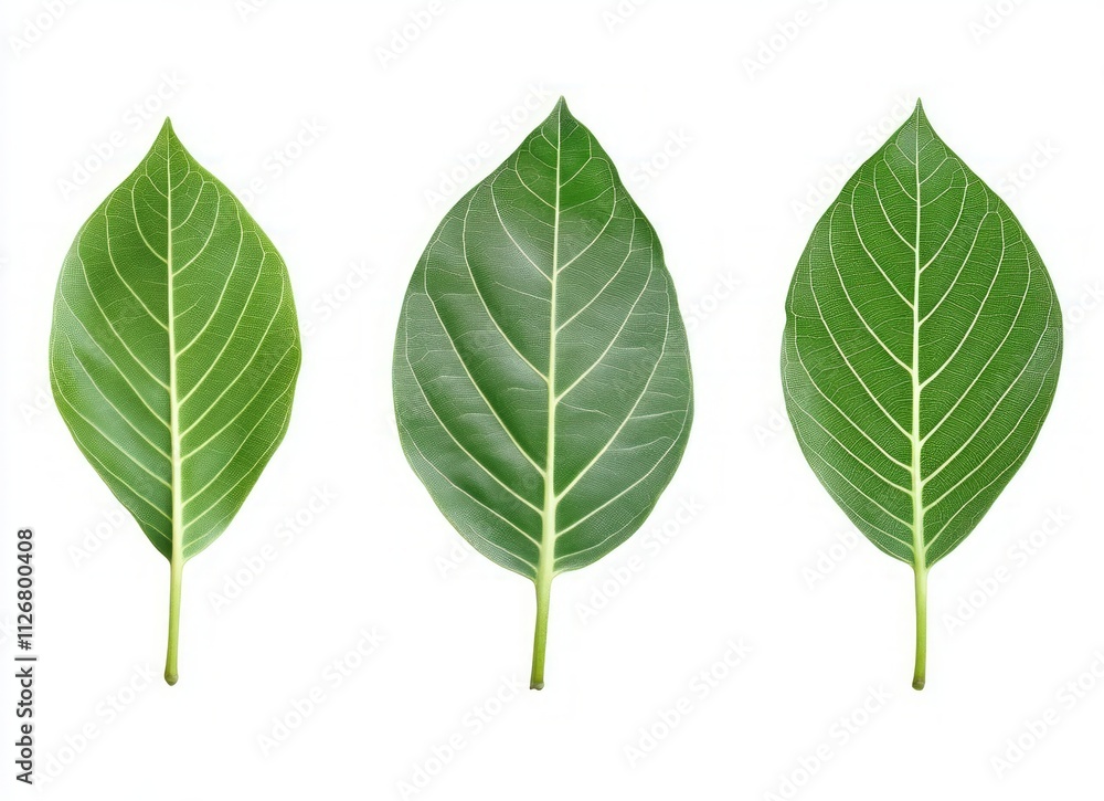 Fototapeta premium Close-up of Vibrant Green Leaves on White Background