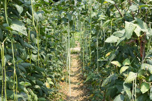 Quadro em tela Lush cowpea vegetable crops