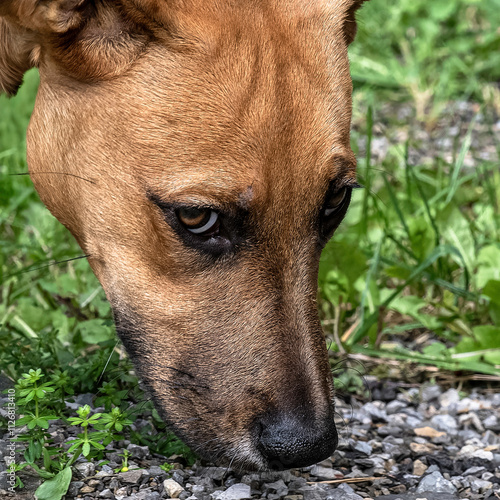 Kopf eines braunen Hundes - Portrait photo