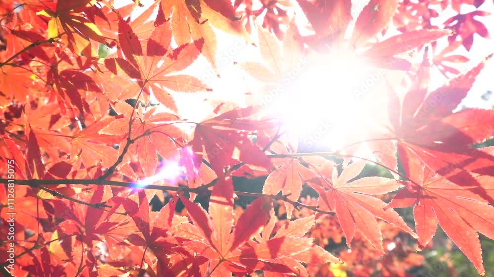 autumn sun shines through the red maple leaves autumn sun shines through the red maple leaves