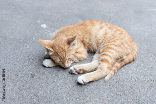 Lovely Chinese garden cat photo