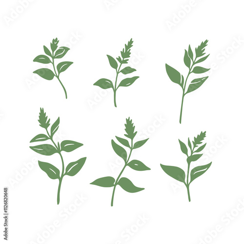 Mint. Different types of branch. Simple contour vector illustration for packaging, corporate identity, labels, postcards, invitations.