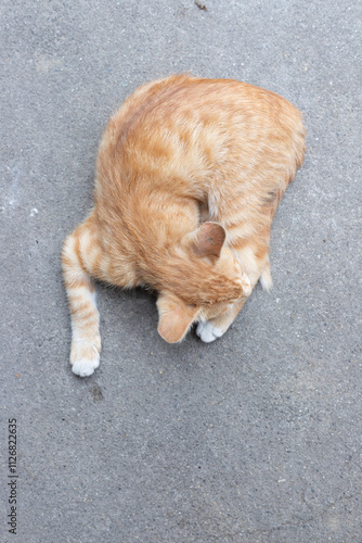 Lovely Chinese garden cat photo