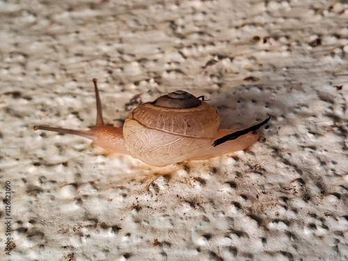 A small brown spiral snail monachoides vicinus type crawling on wet cement floor surface. photo