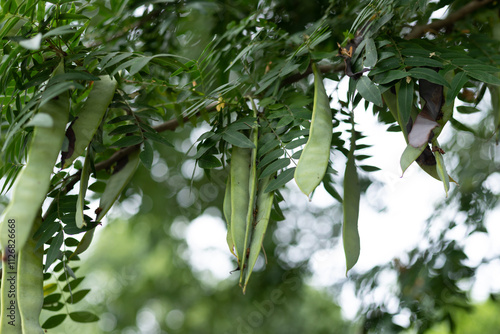 Natural Chinese medicine raw material saponin plant photo