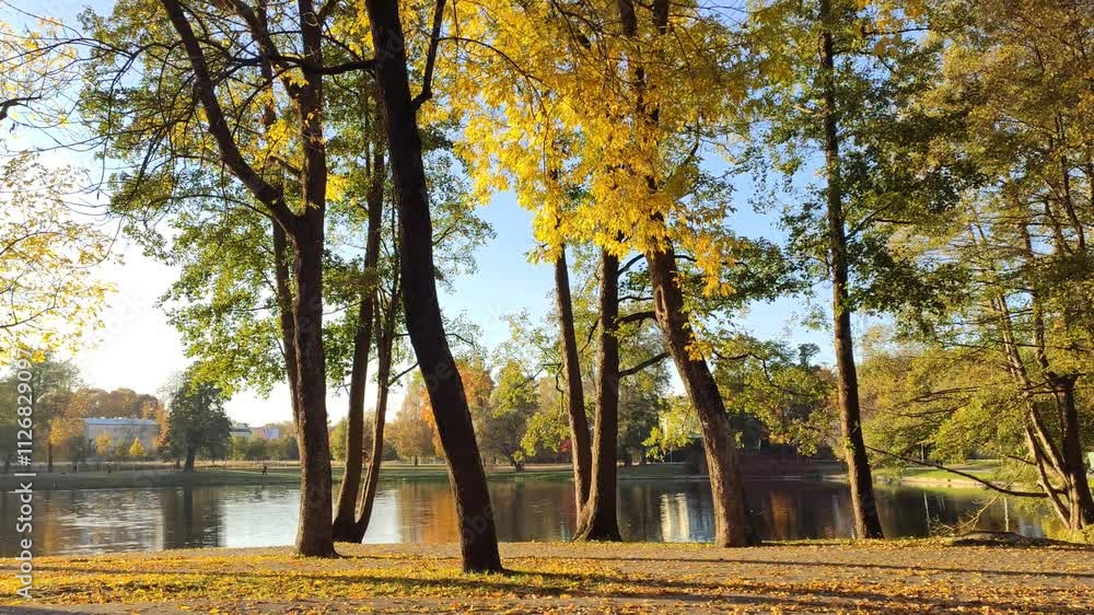 Autumn park. Yellow leaves on trees and bushes. Beautiful nature view in the fall season. 