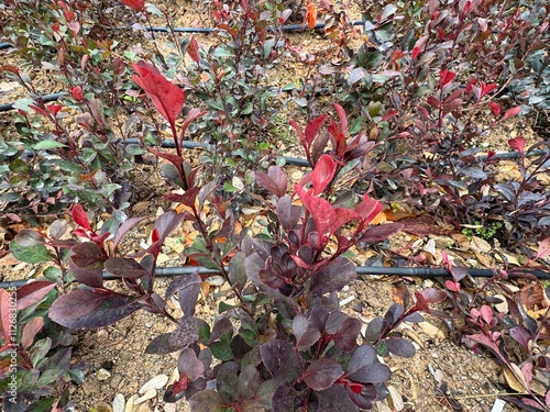 Fraser photinia, red tops (Photinia x fraseri), Vibrant red green leaves. close up Red tip photinia and Christmas berry, is rose family, Rosaceae. It is a hybrid between glabra and serratifolia.
 photo