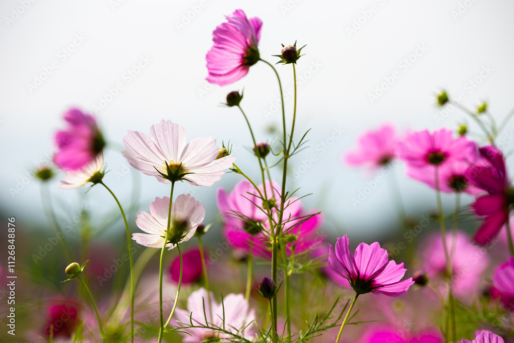 Cosmos field at Jim Thompson Farm, Nakhon Ratchasima Thailand, including other beautiful flowers and important exhibitions held every year in December.
Cosmos field at Jim Thompson Farm, Nakhon Ratchasima Thailand, including other beautiful flowers and important exhibitions held every year in December.