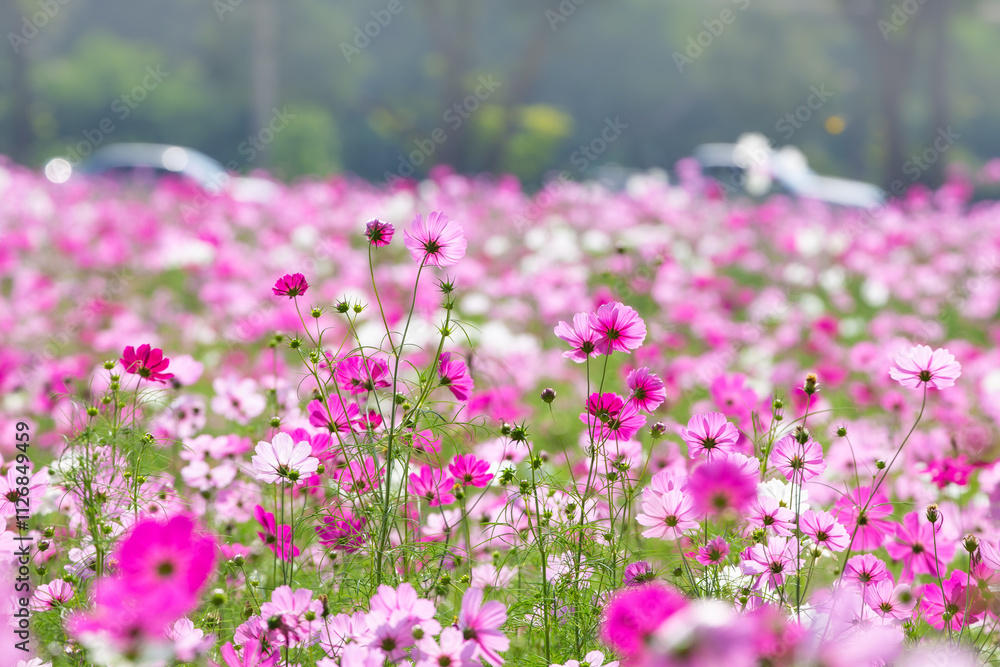 Cosmos field at Jim Thompson Farm, Nakhon Ratchasima Thailand, including other beautiful flowers and important exhibitions held every year in December.
Cosmos field at Jim Thompson Farm, Nakhon Ratchasima Thailand, including other beautiful flowers and important exhibitions held every year in December.
