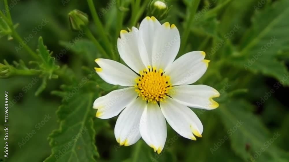 Chamomile flower on green background. Medicinal benefits of chamomile Chamomile flower on green background. Medicinal benefits of chamomile