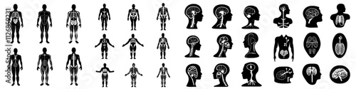 A collection of simple monochrome icons depicting human anatomy, including internal organs and body parts.