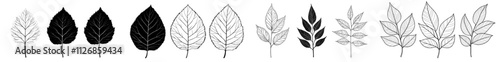 A contemporary illustration of an ash tree leaf, featuring an outline, silhouette, and line art drawing.