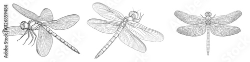 Carve a solitary dragonfly hand-drawn illustration.