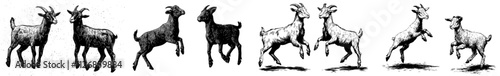 The small goat is leaping. A white and black kid is jumping and cheering. A lovely vintage engraving turned modern illustration. Black outline.