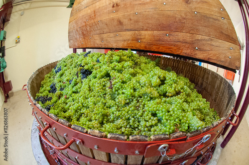 en Champagne, pressoir traditionnel en bois avec des grappes de raisin blanc, cépage chardonnay,  le pressoir est rempli  photo