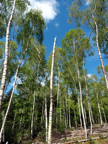 Birkenwald im Sommer vor blauem Himmel mit weißen Wolken im Nordpfälzer Bergland in der Nähe des Potzberg in Rheinland-Pfalz. 