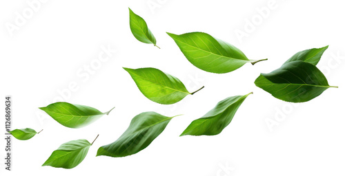 PNG  Green leaves floating gracefully