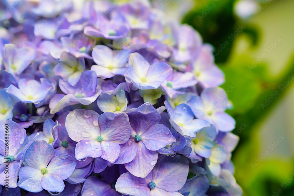 雨に濡れた紫陽花