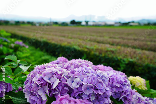 Obraz na płótnie 雨に濡れた紫陽花 w salonie