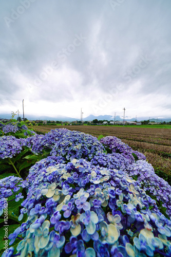 Obraz na płótnie 雨に濡れた紫陽花 w salonie