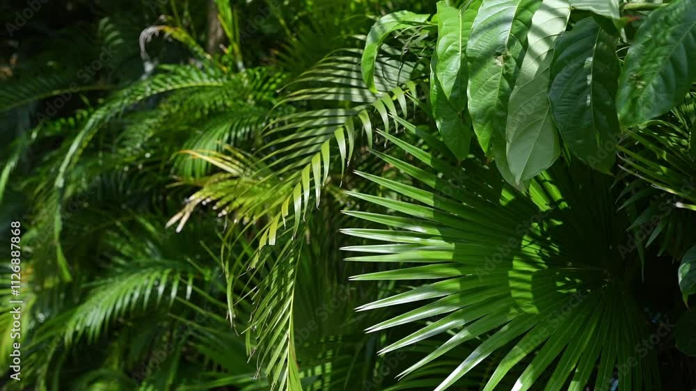 Vibrant and Lush Tropical Leaves and Foliage with Bright Green Hues in a Pristine Environment Vibrant and Lush Tropical Leaves and Foliage with Bright Green Hues in a Pristine Environment