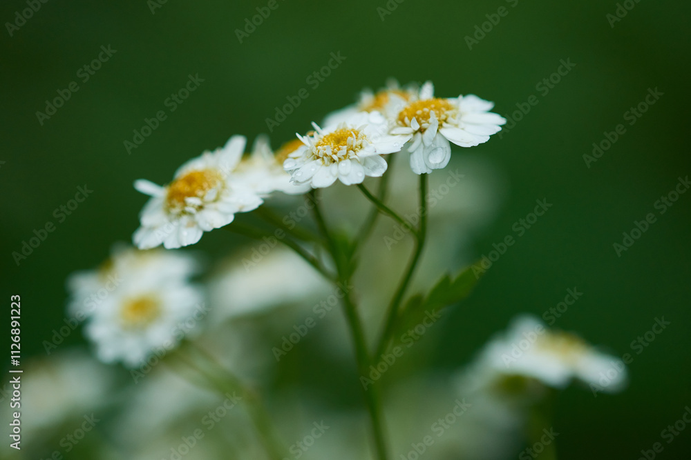 Fototapeta premium Mutterkraut (Tanacetum parthenium) 