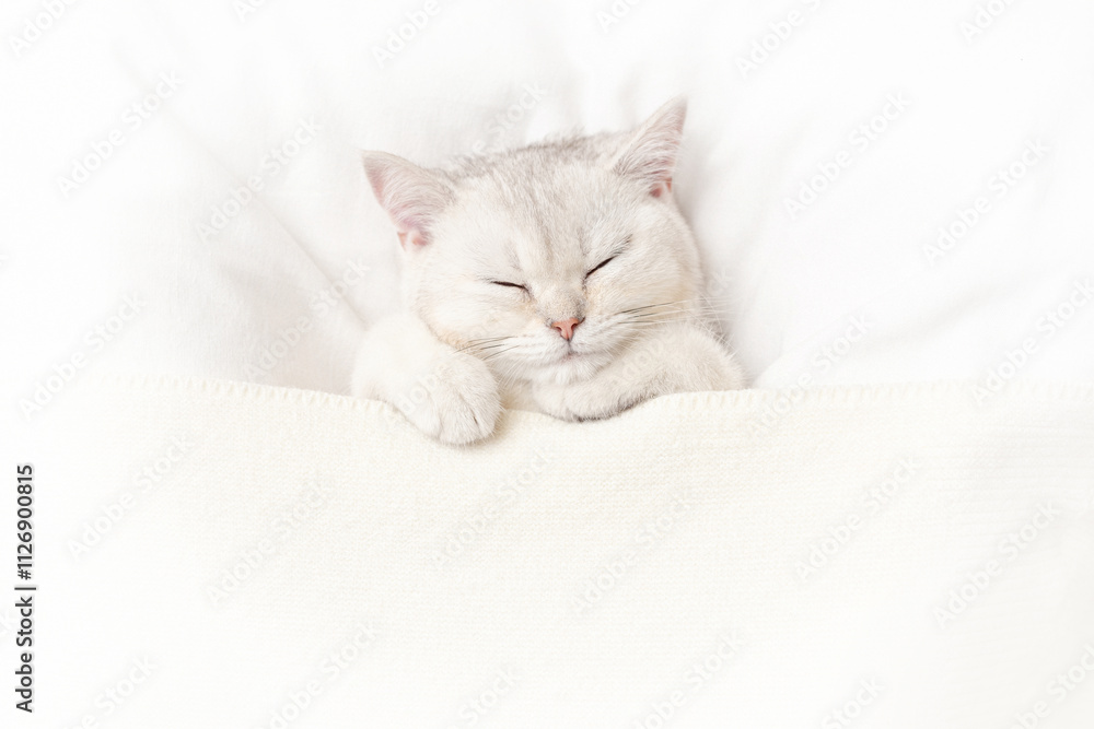 A cute white kitten sleeps on a white bed A cute white kitten sleeps on a white bed