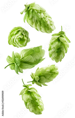 High quality transparent background hops for brewery, beer, and ale themed designs photo