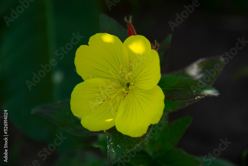 Wallpaper Mural Beautiful lemon yellow flower on dark green blurred background Torontodigital.ca