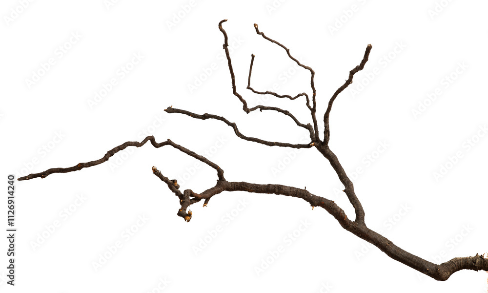 Bare branch without leaves or root on isolated background. Dry tree in winter or during drought. Bare branch without leaves or root on isolated background. Dry tree in winter or during drought.