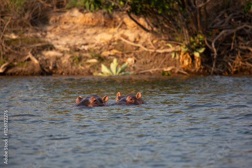 Hippopotamus - Hippopotamus amphibius or hippo is large, mostly herbivorous, semiaquatic mammal native lying in the Congo River, with its head above water.