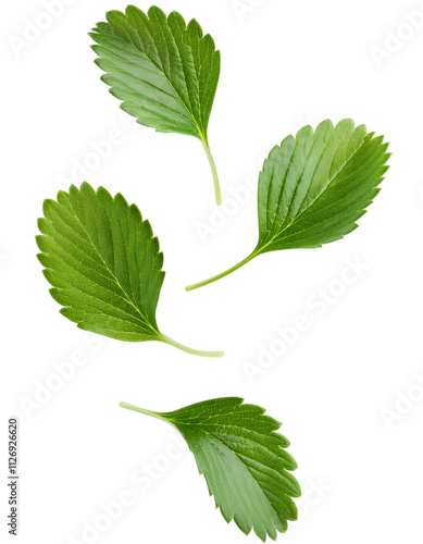 Vibrant green strawberry leaves in motion against a clear backdrop, ideal for food and drink or nature inspired designs photo