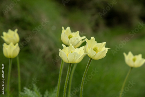 nature in the Dolomites mountains