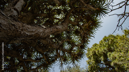 Looking Up at the Elongated Leaves of a Dragon Tree Under a Clear Blue Sky