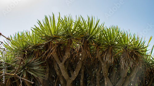 Upward View of a Canary Island Dragon Tree with Clear Summer Sky