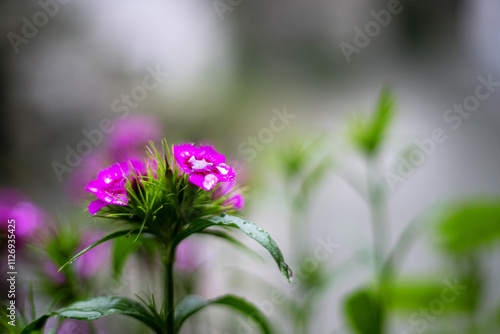 nature in the Dolomites mountains