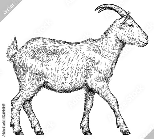 Vintage engraving isolated goat set illustration ink sketch. Farm animal background ram silhouette sheep art. Black and white hand drawn vector image