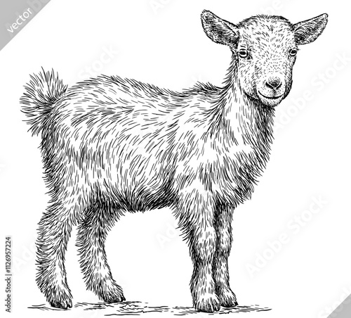 Vintage engraving isolated goat set illustration ink sketch. Farm animal background ram silhouette sheep art. Black and white hand drawn vector image