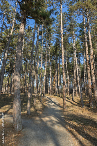 pine park in velingrad bulgaria photo