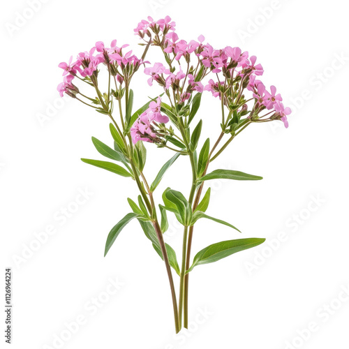 A bouquet of pink flowers isolated on a white background with green leaves and purple petals