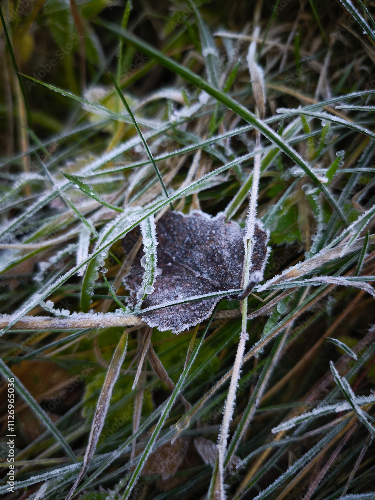 Obraz premium Frost covering grass and leaf in chamonix, france during autumn