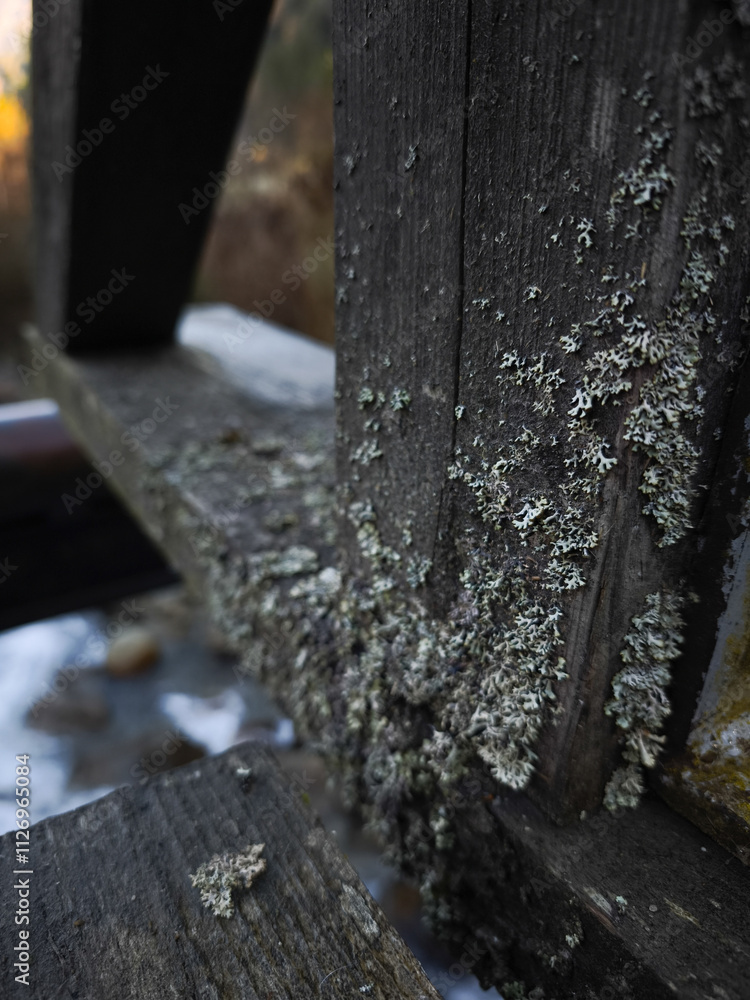Lichen growing on wooden bridge railing in chamonix, france Lichen growing on wooden bridge railing in chamonix, france