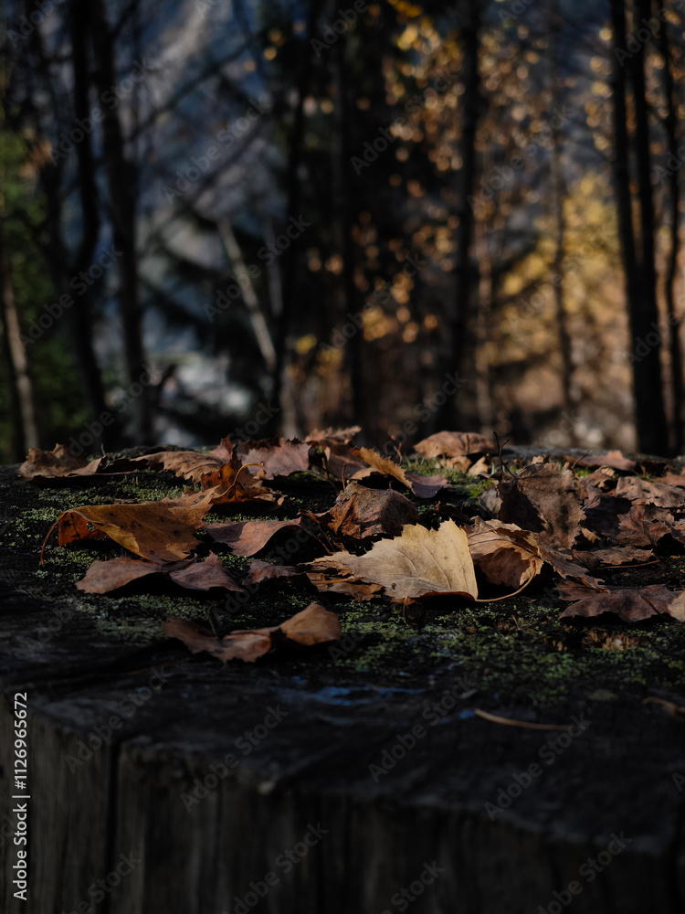 Fallen autumn leaves resting on tree stump in chamonix forest Fallen autumn leaves resting on tree stump in chamonix forest