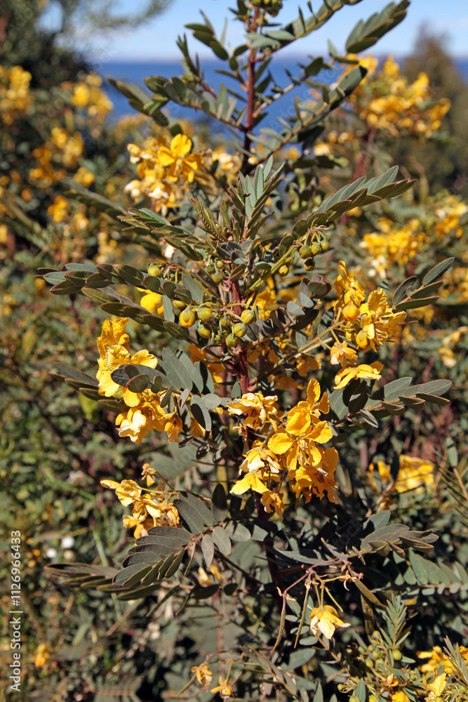 Closeup of a Senna bush, Lake Titicaca, Peru
Closeup of a Senna bush, Lake Titicaca, Peru