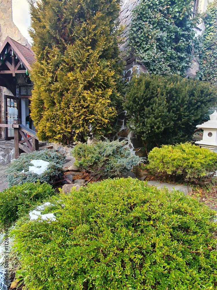 Landscape design of coniferous trees and bushes in winter Landscape design of coniferous trees and bushes in winter